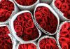 Roses dominate in Sri Lanka’s picked up valentine sales
