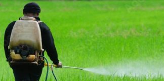 Fertilizer Crisis led to Tea Industry fall