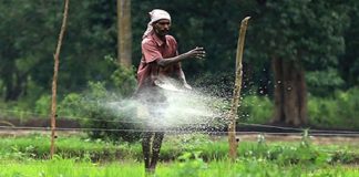 Yala harvest in crisis due to non-availability of fertilizer