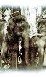 75th Anniversary of an elephant who preferred death to captivity