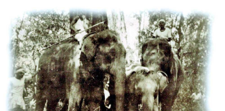 75th Anniversary of an elephant who preferred death to captivity
