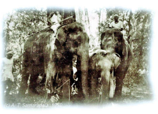 75th Anniversary of an elephant who preferred death to captivity