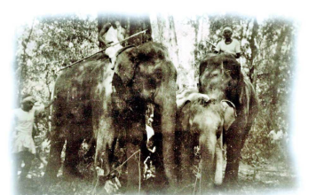 75th Anniversary of an elephant who preferred death to captivity